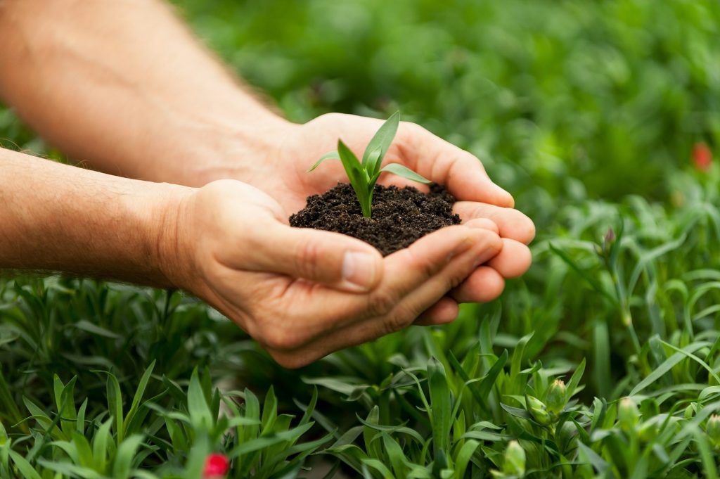 New Life. Close-up of male hands holding green plant